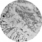 Микроструктура стали 12Х18Н10Т: аустенит